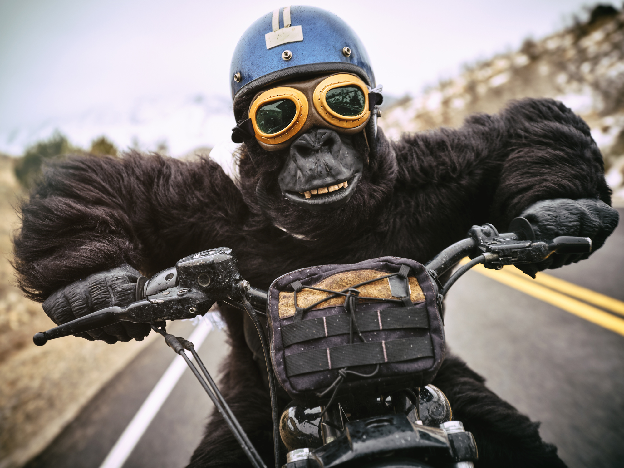 Gorilla on a motorcycle